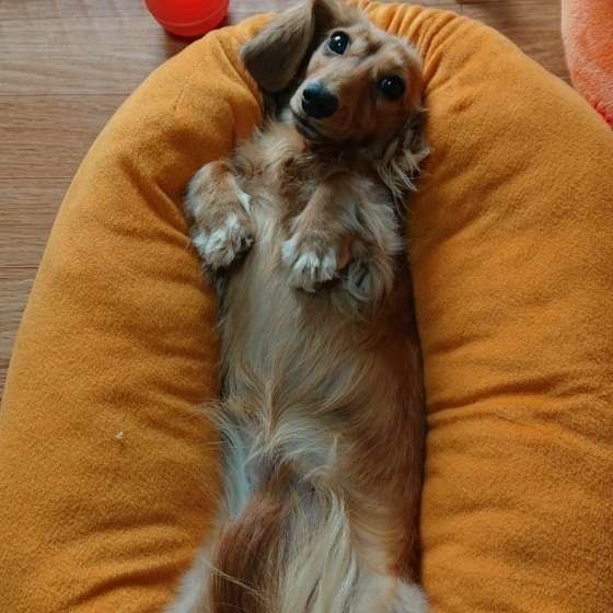 寝転がるミニチュア・ダックスフンド