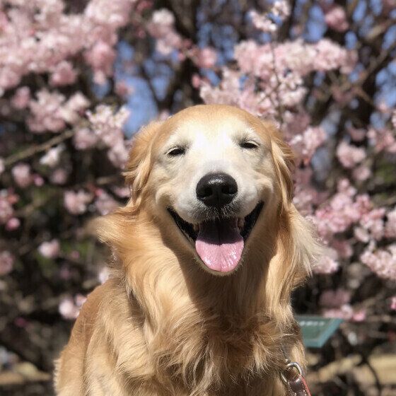 もおかちゃん（ゴールデン・レトリーバー）