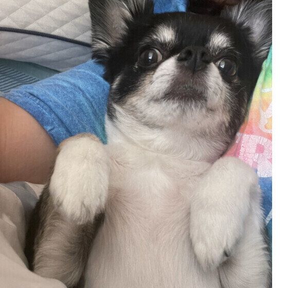 チワワのちびくん