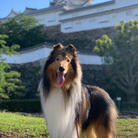 ラフ コリーの特徴 性格 最新価格と飼い方 いぬのきもち 犬図鑑 いぬのきもちweb Magazine