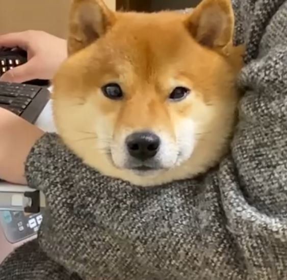 柴犬の顔ってこんなに丸いんだっけ 自問自答するパパさん いぬのきもちweb Magazine