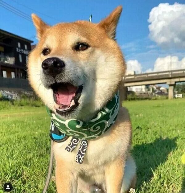 散歩する福くん