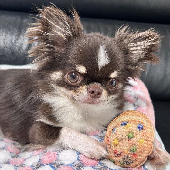 犬がおもちゃをくわえて見せびらかす理由と心理 お気に入りのものを見せにくるのはなぜ？ いぬのきもち