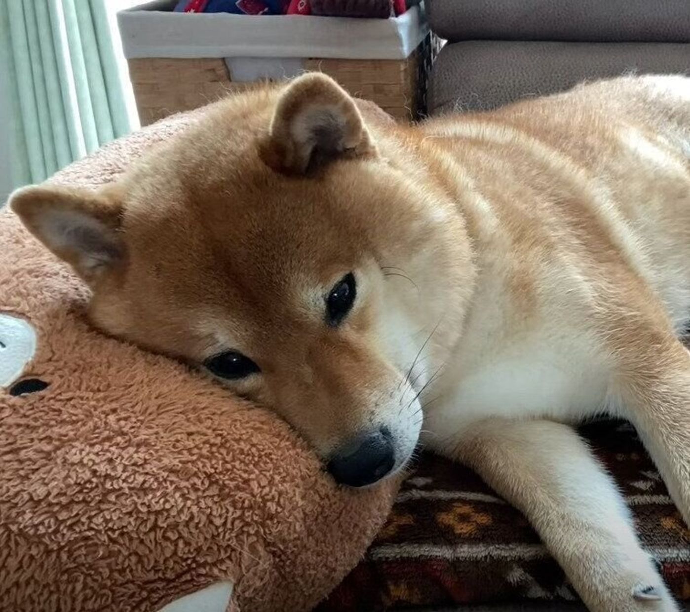 ママ 早く帰ってきて お昼寝タイムもちょっと寂し気な柴犬にキュン いぬのきもちweb Magazine ママ 早く帰ってきて お昼寝タイムもちょっと寂し気な柴犬にキュン いぬのきもちweb Magazine