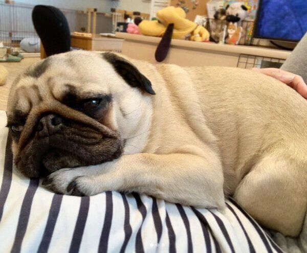 くつろぐラルくん