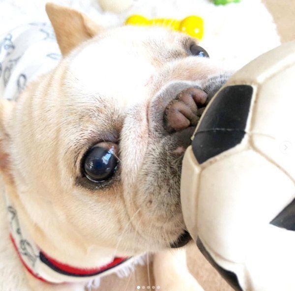 元繁殖犬・フレンチ・ブルドッグのもなちゃん