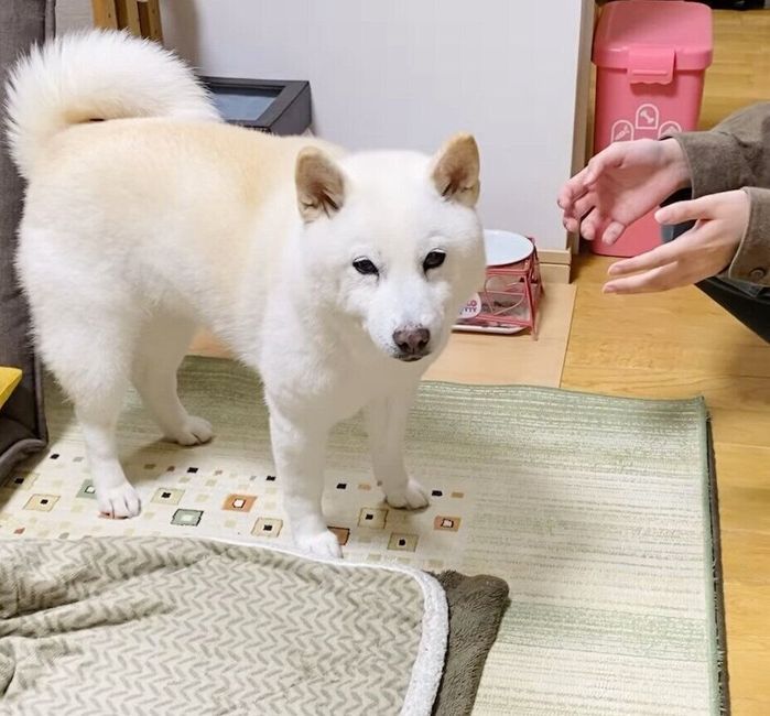 塩対応なお出迎えをするきなこちゃん