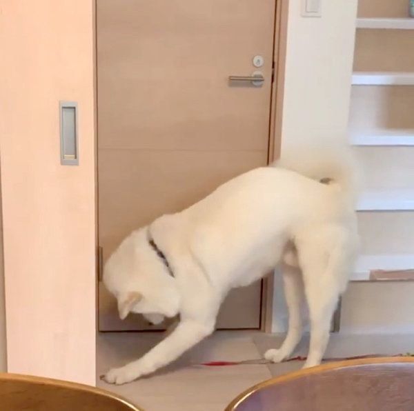 飼い主さんにかまってアピールをする任三郎くん