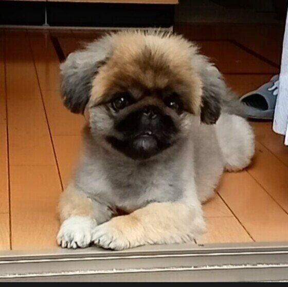 窓際でくつろぐペキニーズ