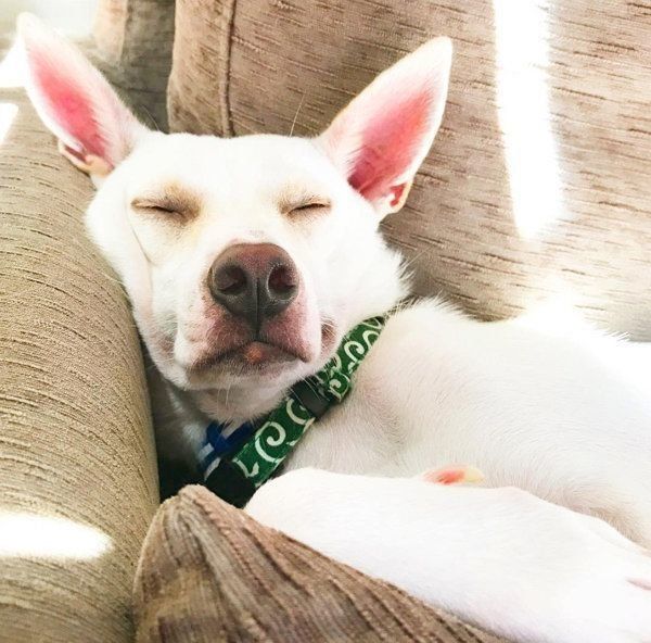 眠っているすずちゃん