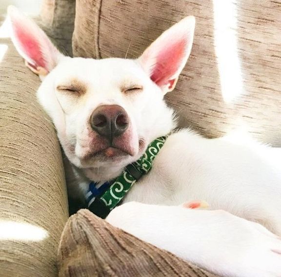眠っているすずちゃん