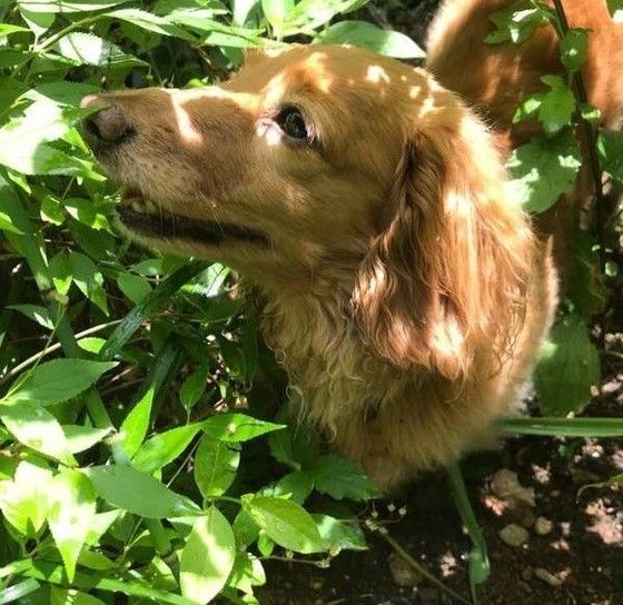 木陰のミニチュアダックス