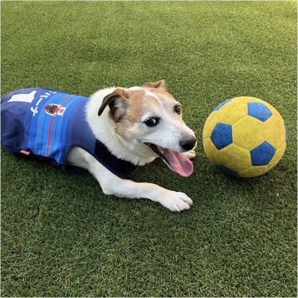 サッカー応援ワンコ