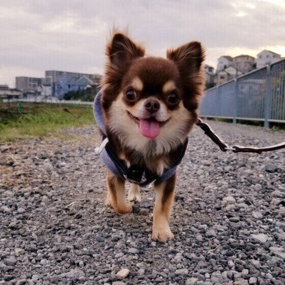 恐怖や緊張を感じている愛犬を安心させるためにできること いぬのきもち