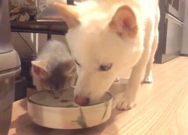 一緒に水を飲む麦くんとラテちゃん