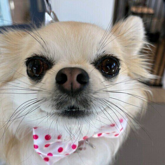 梅雨や夏に気をつけたい！ ドッグフードの正しい保管方法とは いぬのきもち