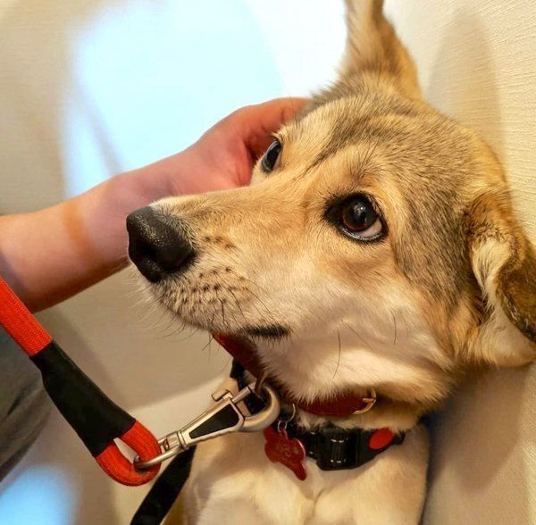 元保護犬・MIXのめるちゃん