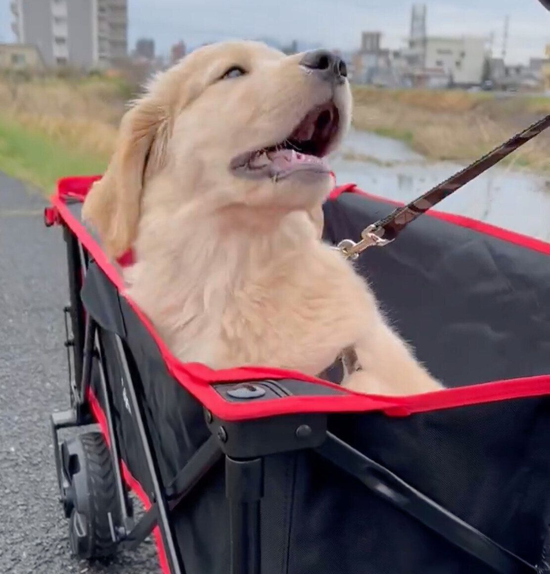 お迎え翌日に撮影したポチタくん。