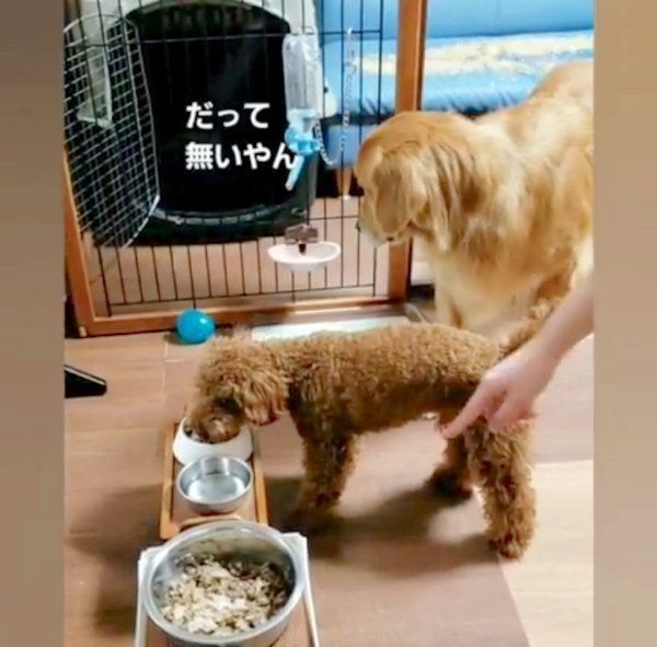 ごはんを食べるゴールデン・レトリーバーとトイ・プードル