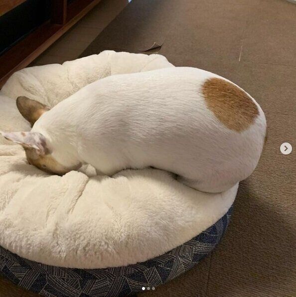 クッションとフレンチブルドッグ