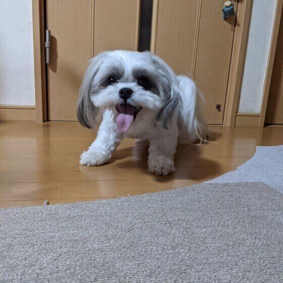 遊ぶMIXの女の子