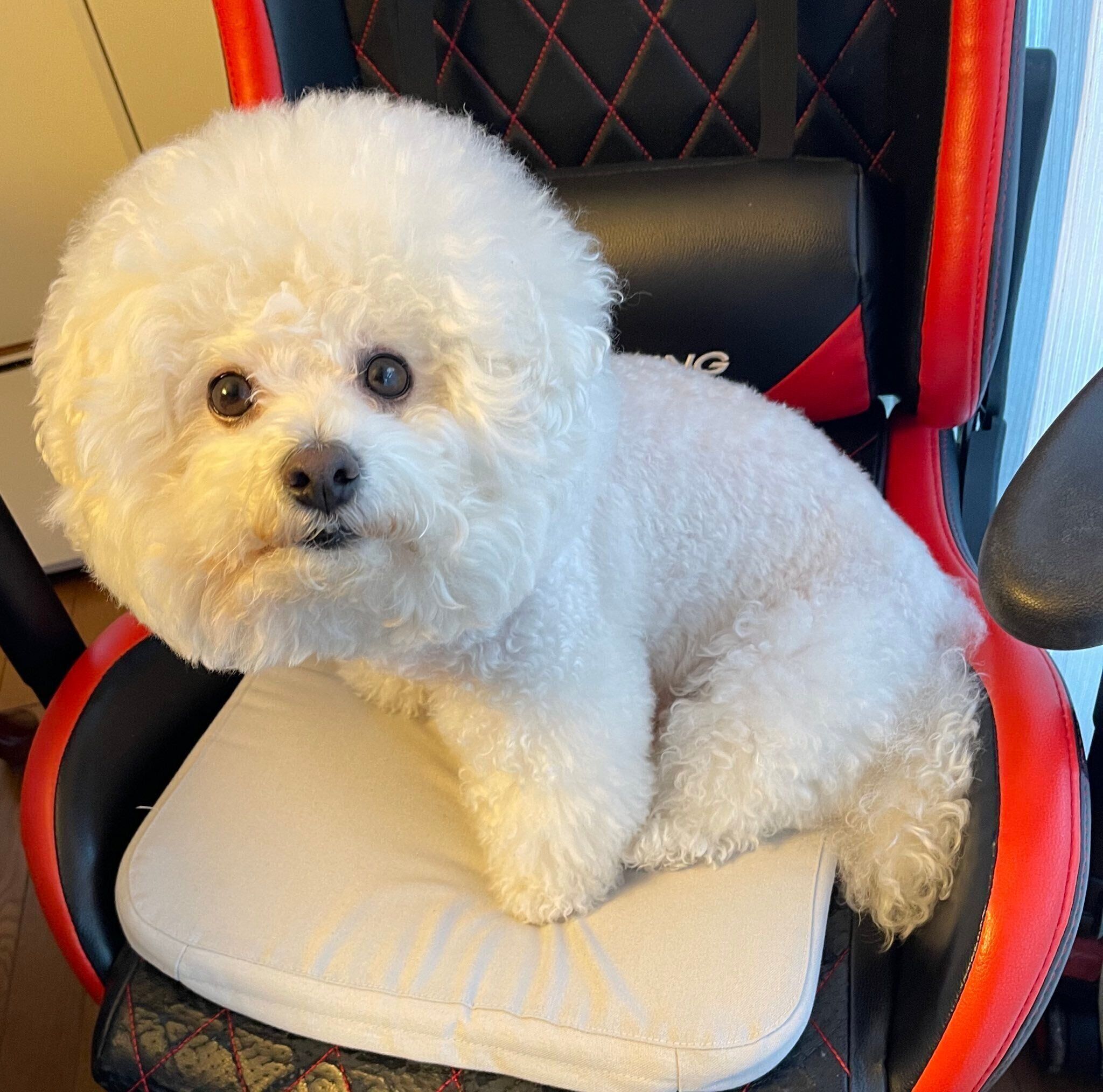 こちらを見つめるビション・フリーゼ