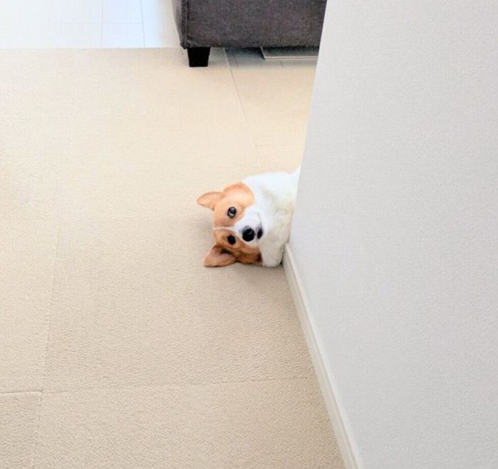 ひょこっと顔だけ出すこまちちゃん