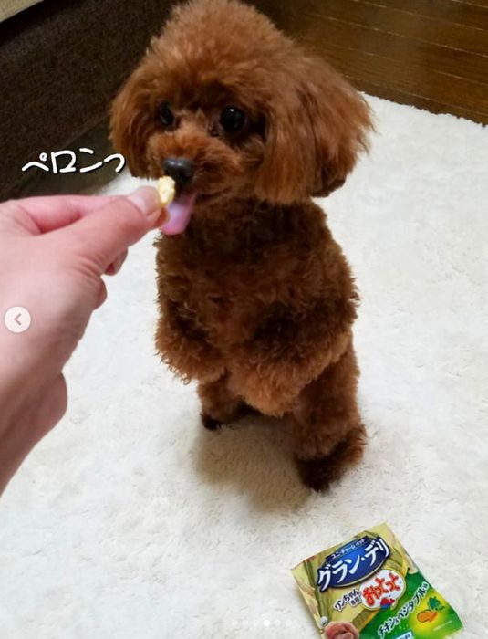 おっとっとを食べるトイ・プードル