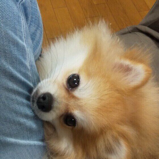 ポメラニアンのトモくん