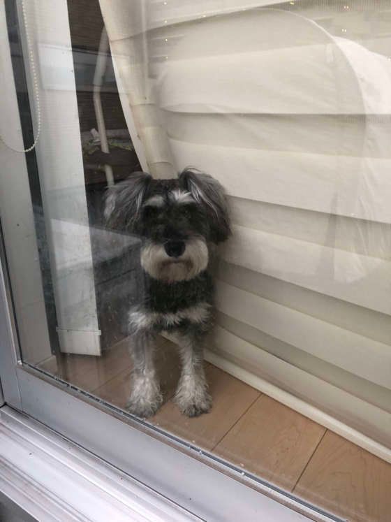 「お留守番中の5つのいぬのきもち」犬はどんな気持ちで帰りを待っているの？