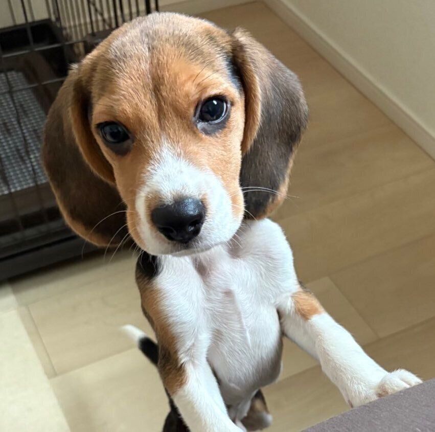 お迎えしたばかりのころのぽぴいくん