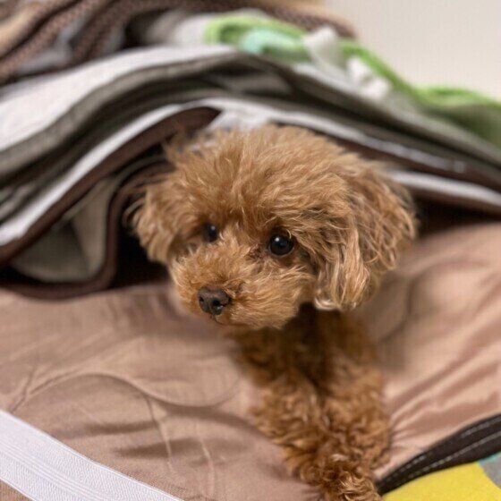 トイ・プードルのSUNNYちゃん