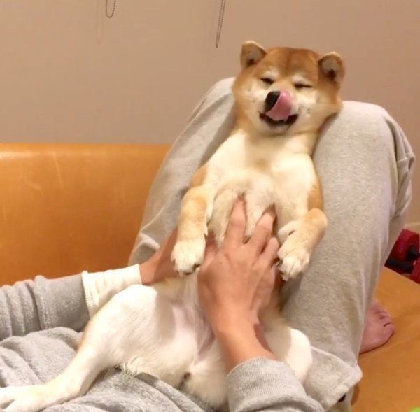 オコ顔をする豆柴