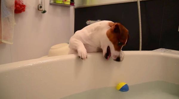 ボールが欲しいジャック・ラッセル・テリア