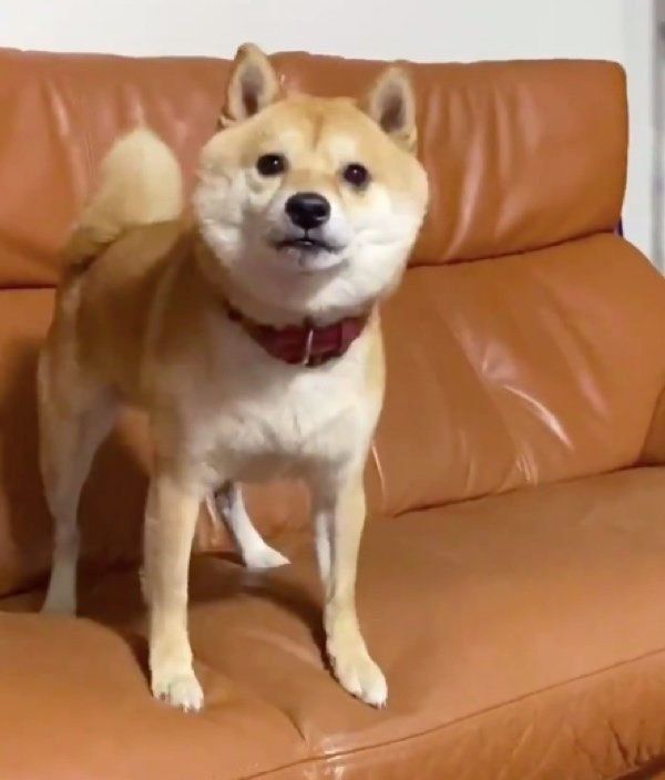 ソファにいる豆千代くん