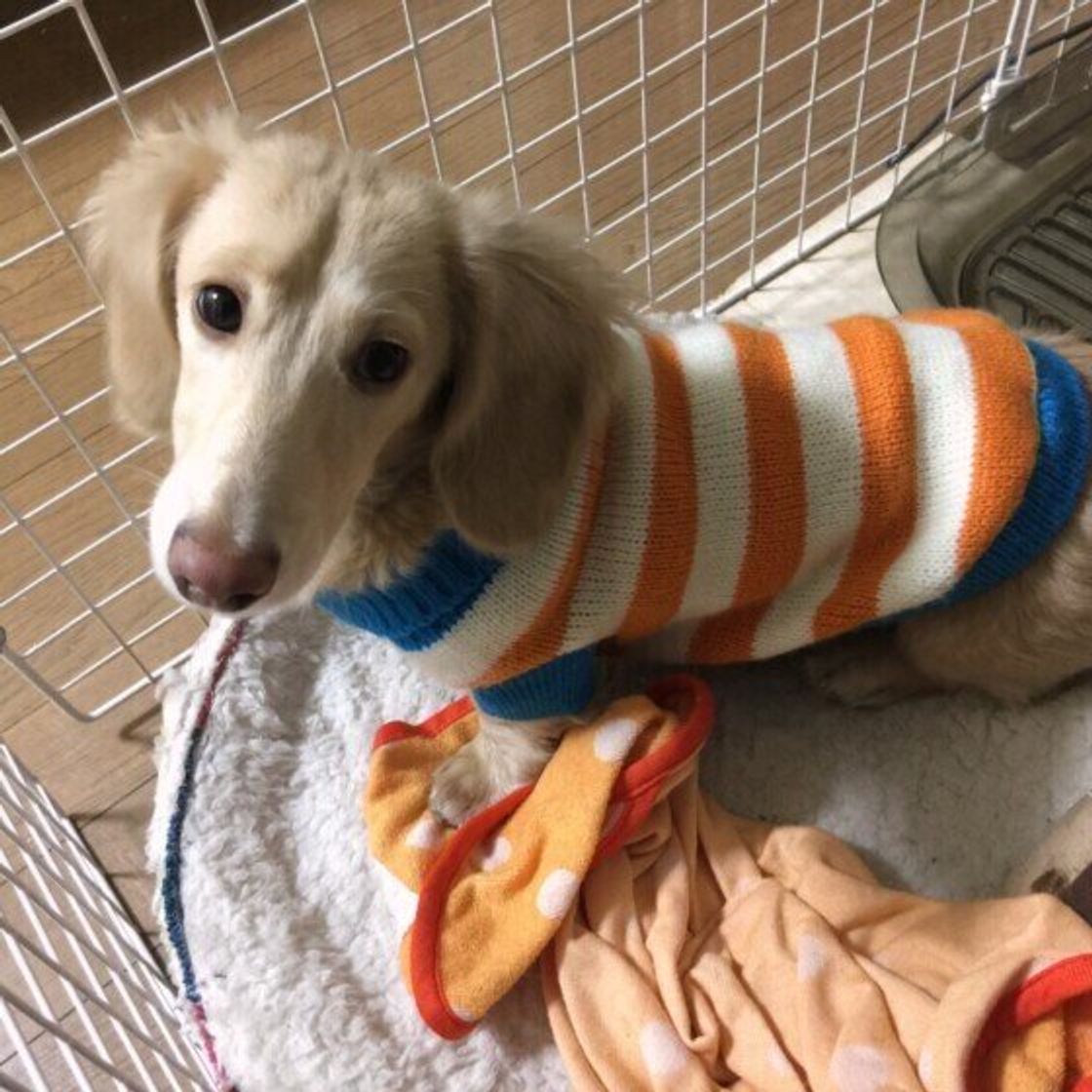うんちをする前にくるくる回る なぜ 犬が見せる 謎儀式 の真相は いぬのきもちweb Magazine うんちをする前にくるくる回る なぜ 犬が見せる 謎儀式 の真相は いぬのきもちweb Magazine