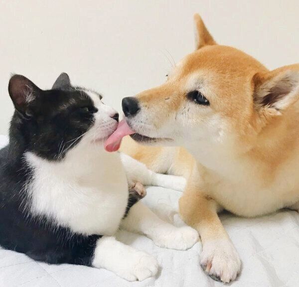 からしちゃんを舐めるうららちゃん