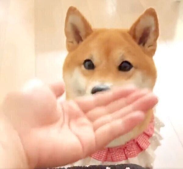 あご乗せするももっぷちゃん