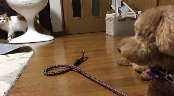 トイ・プードルを見つめる猫