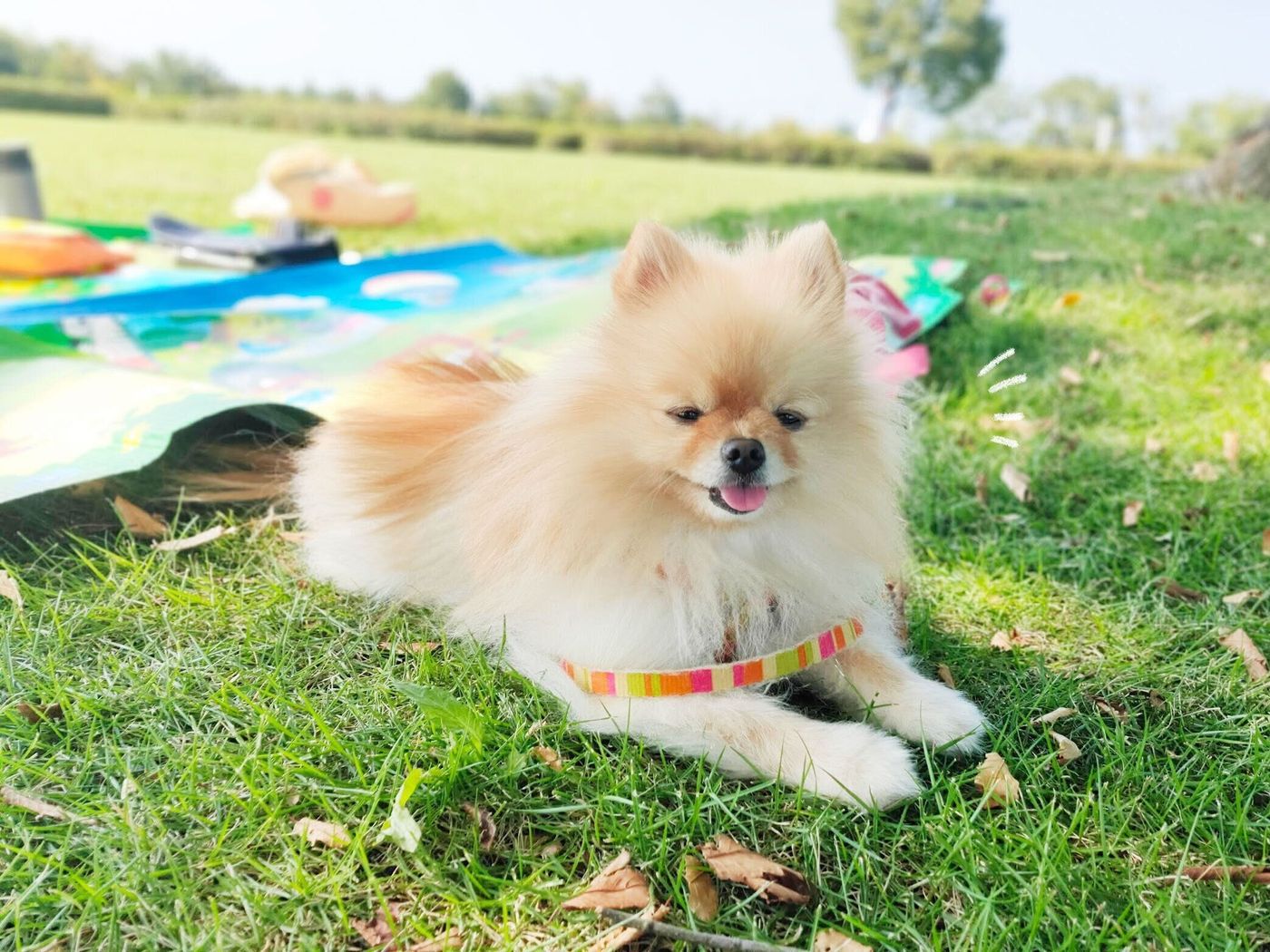犬がなでられて目を細めるのは嬉しいから ポメラニアンぽぽちのおもしろ表情も いぬのきもちweb Magazine 犬がなでられて目を細めるのは嬉しいから ポメラニアンぽぽちのおもしろ表情も いぬのきもちweb Magazine