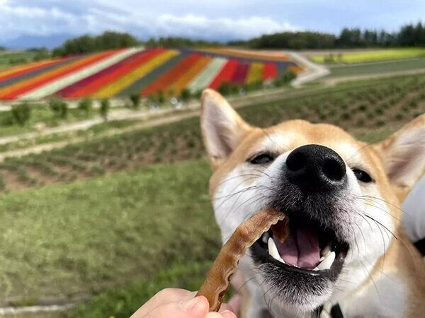 お出かけするきなこちゃん