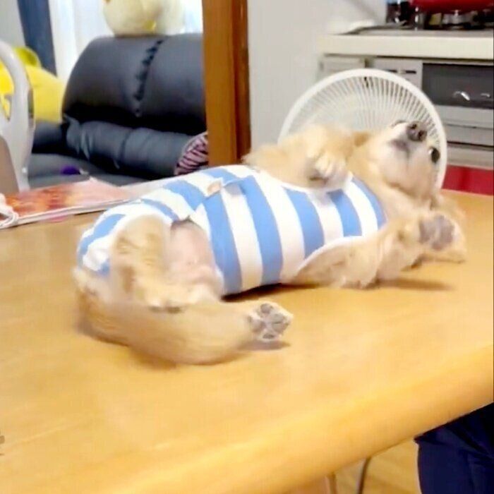 “へそ天”は來優ちゃんの十八番! ご覧の通り、どこでもゴロンと寝そべります