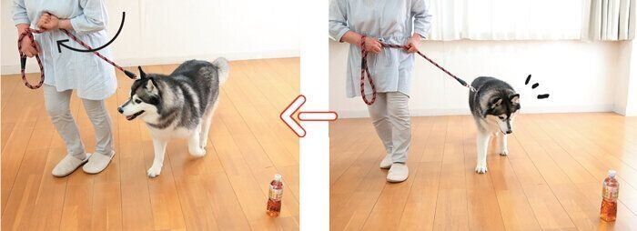 トレーニング中の犬