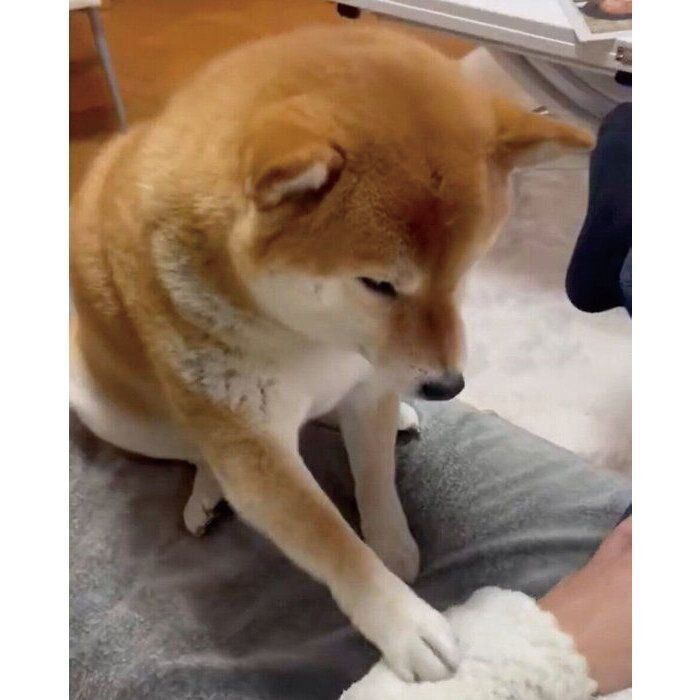 “ちょんちょん”と触るあさむらさん