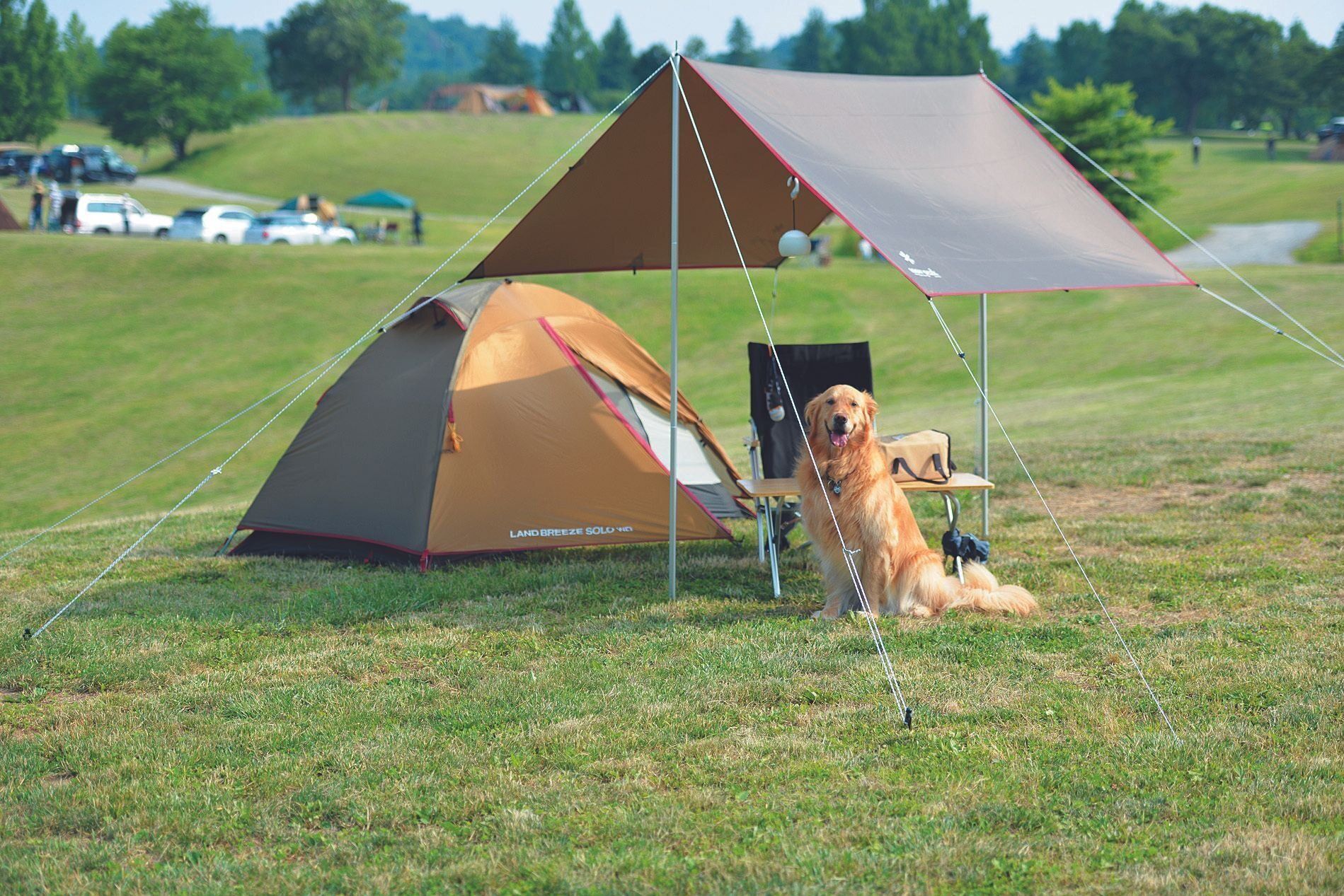 アウトドアが大好きなSさん一家は、ハッピーちゃんとキャンプによく行きます。全盲になったあとも、自然の香りを満喫して、うれしさを全身で表してくれるそう