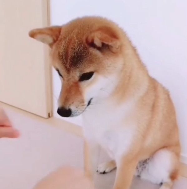 おやつを当てる柴犬