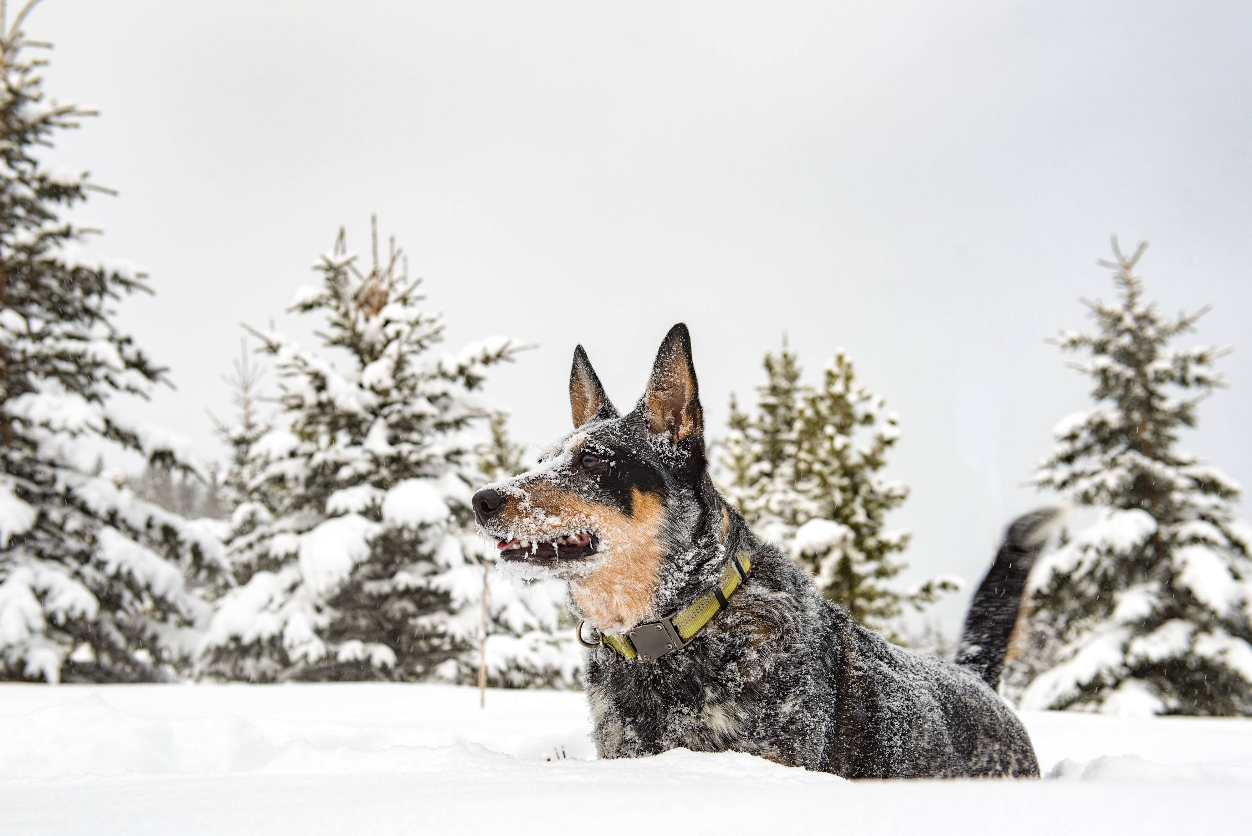 オーストラリアン・キャトル・ドッグ