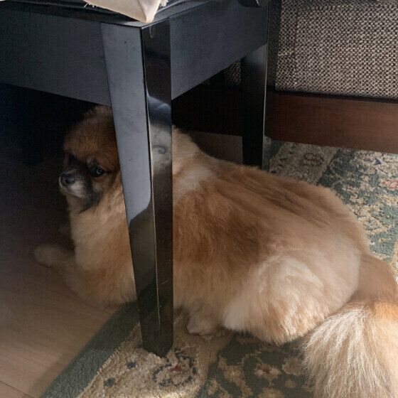 ポメラニアンのリコちゃん