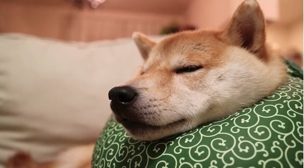 ふて寝する柴犬