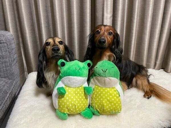 るのんくんと、兄犬・かるちゃん